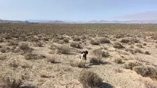 Higgins Gundogs, Steadiness Taught by the Birds