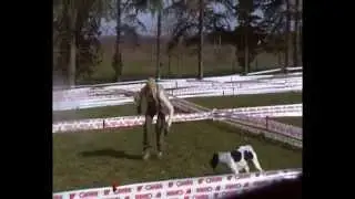 Campionato italiano di ricerca su ring per cani da tartufo, gara Prof, Federica e Alessandro