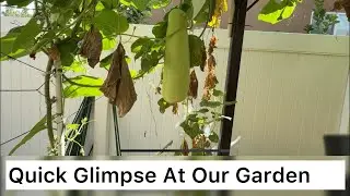 Step Into Our Garden | Relaxing Tour 2025