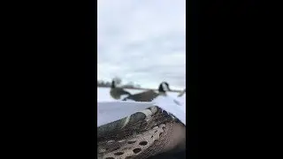 Goose hunting 2018 preview
