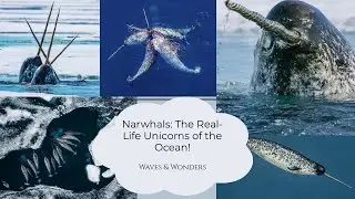 Narwhals: The Real Life Unicorns of the Ocean! #oceanfacts #narwhals #oceanlife #marinemystery 