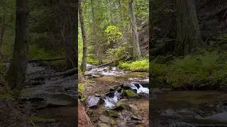 My view🌲