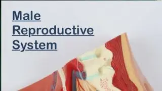 Detailed explination of Male reproductive system ,key organs and function#reel #ytstudio #viral#