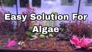 Aquarium Algae Problem Easy Solution BBA,Hair,Green Algae  Bangla 2025#aquariumshopdinajpur