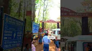 similipal tiger reserve national park #mayurbhanj #similipal #tiger #baripada