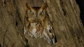 Eastern Screech Owl in the backyard of Turkey Run Park, Boone Bottoms Trail!