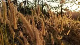 BEAUTIFUL GOLDEN GRASS FIELD AT SUNSET  - MANISHA FILM