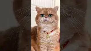 How Cats React When You&rsquo;re Sad