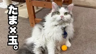 【猫×玉】ボールに夢中な、たまちゃん。