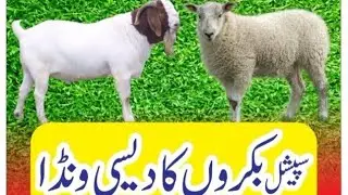 Bakro ka desi wanda Banane Ka tarika |Yadgar Desi Wanda| 03211660023