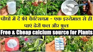 फ्री में पौधे के लिए कैल्शियम का स्रोत || How to Overcome Calcium Deficiency in plants