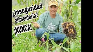 &iquest;Hay falta de ALIMENTOS? JORNALERO entre arvejas, papas y mazorcas.