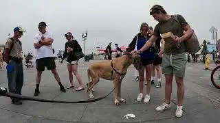 Cash's first time in Hermosa Beach California 7 of 7 80424