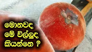 මොනවද මේ විල්ලුද කියන්නෙ | Velvet Apple (Diospyros blancoi) | Villuda