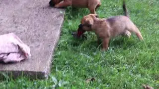 Jug Puppies For Sale