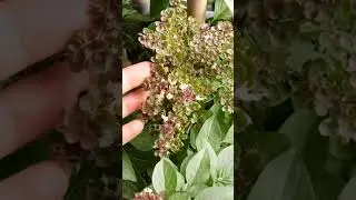 Schefflera plant /Dracaena reflexa/ Basil plant /Aloe Vera /Philodendron emerald Duke !