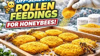 मधुमक्खीयों की संख्या 2 गुना बढ़ाएं! ऑफ-सीजन पोलन फीडिंग तरीका Off-Season Pollen Feeding Changed bee