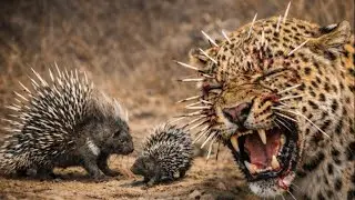 Hedgehog Parents Risk Everything to Save Their Baby from a Leopard | Brutal Wildlife Battle