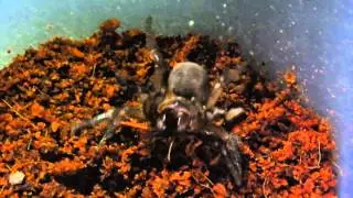 most aggressive spider ever! grumpy euoplos sp. female