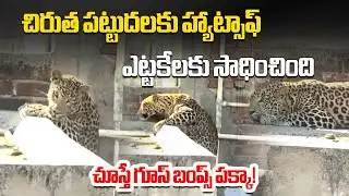 Wild Leopard Entered Into Houses In Nagpur's Pardi Area Injuring 7, Later Tranquilized & Rescued