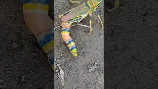 Ovipositing Grasshopper #animals #nature #shorts