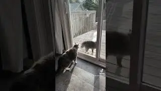 Vicious cat fight 😂