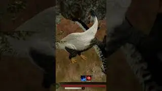 DUCK VS THREE SPINOS