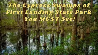 The Cypress Swamps of First Landing State Park You MUST See! #hiking  #virginia  #stateparks