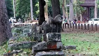 monkey at Angkor Wat