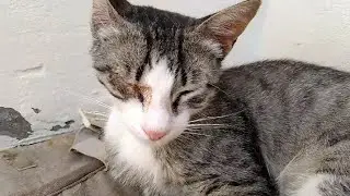 Мы спасли раненного котенка| We rescued a wounded kitten