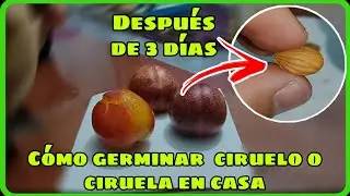 Germinar semillas de ciruelo o ciruela pt. 1 con seguimiento