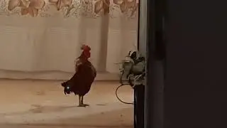 Rooster Crowing | Cute Rooster Crowing ASMR