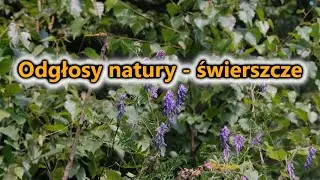Świerszcze - odgłosy natury latem, szum natury na sen