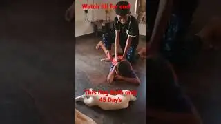 🤩dog protect our onwer #laze media  ,  #shorts