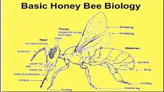 honey Bee Biology | apiculture |  apiculture of honey bees | pollinator |  species | collection 7.6