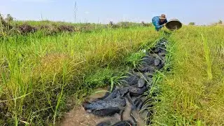 A female fisherman catches many fish and eggs in a rice field or grassland.