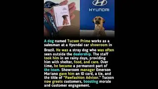 Tucson Prime, Hyundai's sales dog #facts #education #knowledge