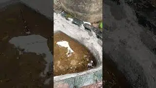 Fish pond cleaning work @pachaithamizhanfarm #support #agriculture #fishing#gardening #subscribers