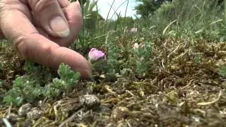 Zomerwandeling in Meijendel