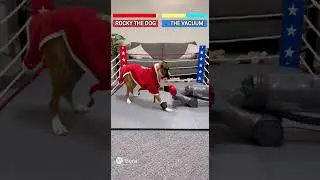 Dog vs Vacuum Cleaner Boxing Match 🥊🐕 | Hilarious Dog Fight | Viral Pet Meme