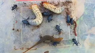 Amazing Hunting insects And Catch Grub Skink Brown 💥 Insect 