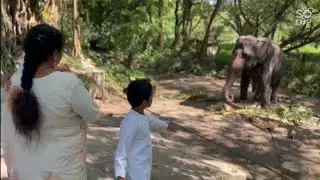 Anakkotta Elephant Sanctuary | Guruvayur | Thrissur | Kerala | South India trip 2025