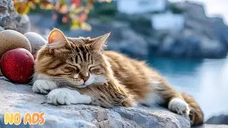 12 Hours Of Calm Cat Music 🐈 Anxiety Relief Music for Calm Sleep 💫 No Ads