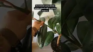 #&ccedil;oğaltma #kau&ccedil;uk #plants #rubber #tree