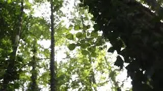 Forest Gallery | After Effects Template | Video Displays