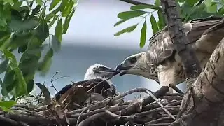 Dinner together! Mum & 5 week old Nesting CHANGEABLE HAWK-EAGLE chick