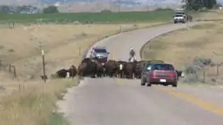 Modern Day Cattle Drives