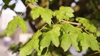 Acer campestre - Hedge Maple, Field Maple