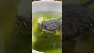 How to do Turtle Yoga Pose (Kurmasana)? For beginner turtle only 😁 #kurmasana #turtleyoga #turtle