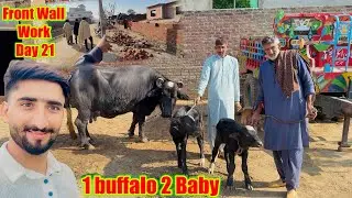 1 Buffalo Ke 2 Baby😍Front Wall Work Day #21 Buffalo born New Baby￼|Its Cost So highHamza sidhu House